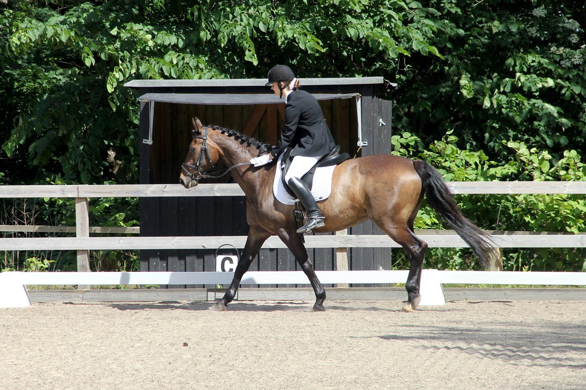 Stævne på HØS - Gøngehusfarmen billede 4