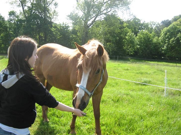 Halstedhus efterskole - Kalle og sputnik billede 2