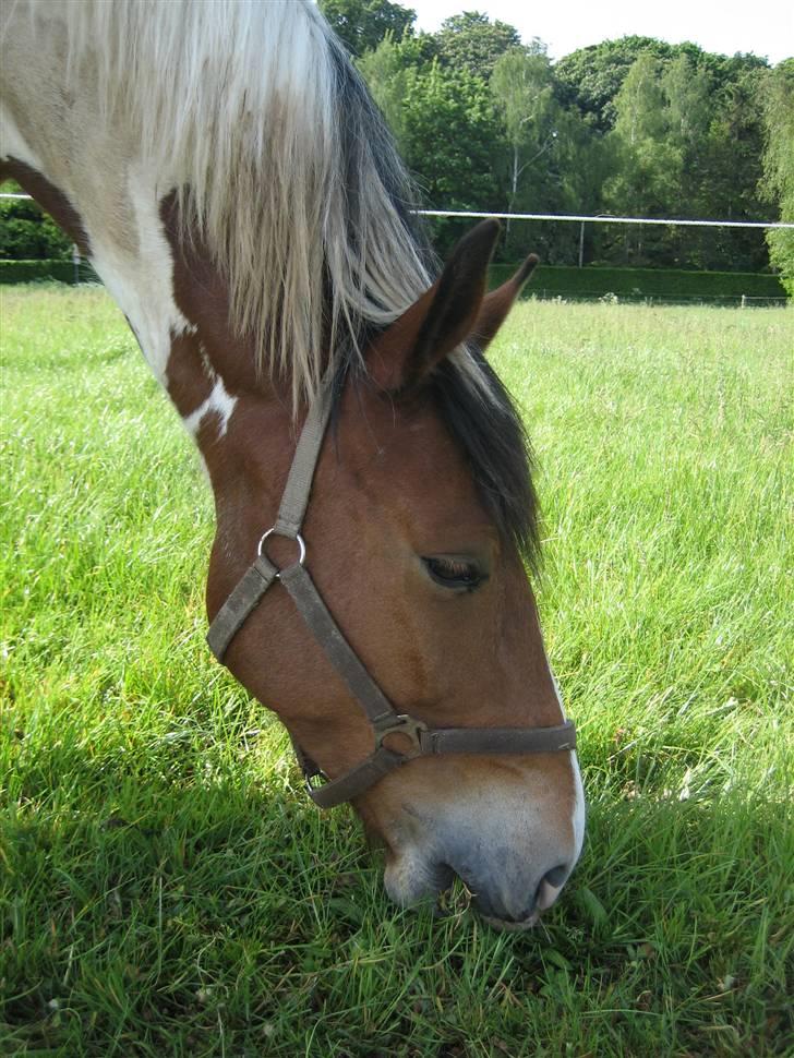 Halstedhus efterskole - Toffie billede 3