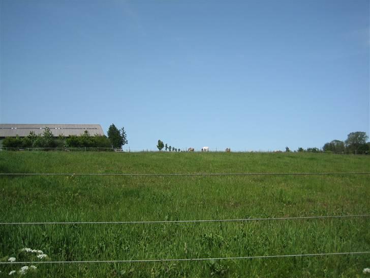 Halstedhus efterskole - Fra vejen og op mod folden billede 27