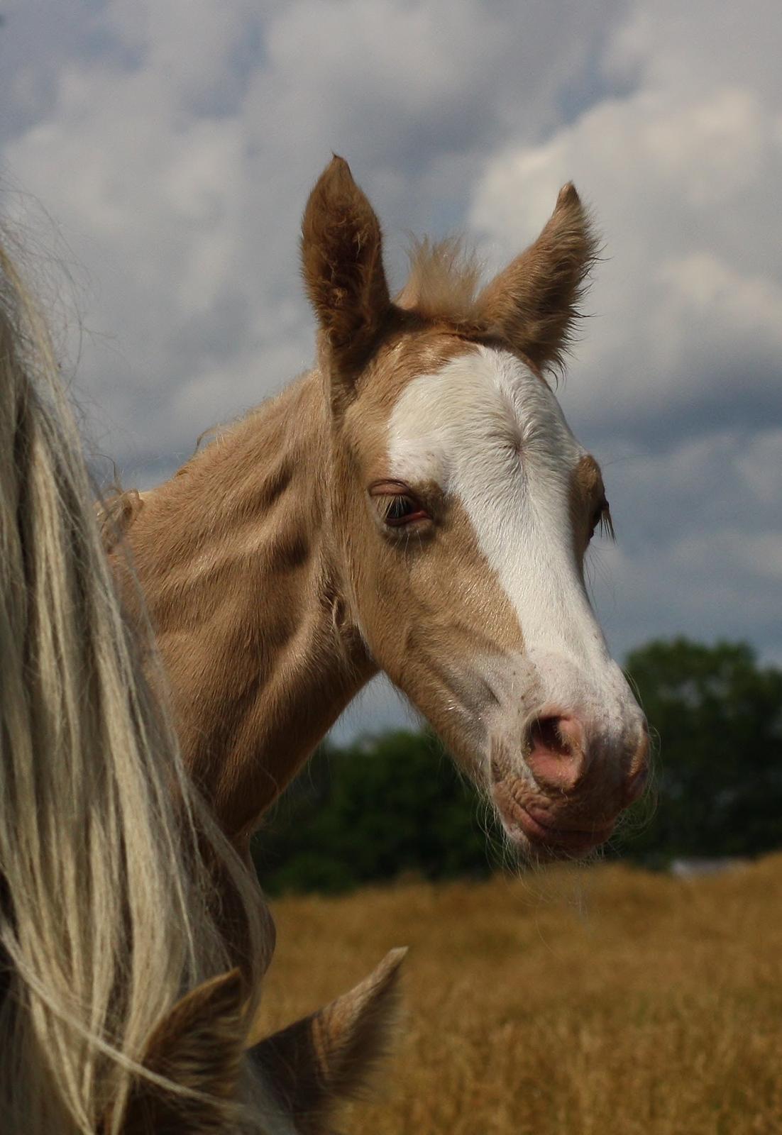 Welsh cob Palomino føl billede 1