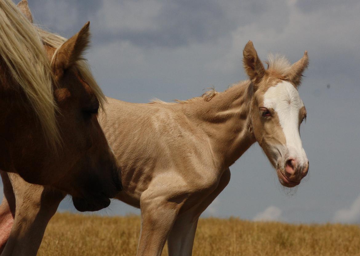 Welsh cob Palomino føl billede 2