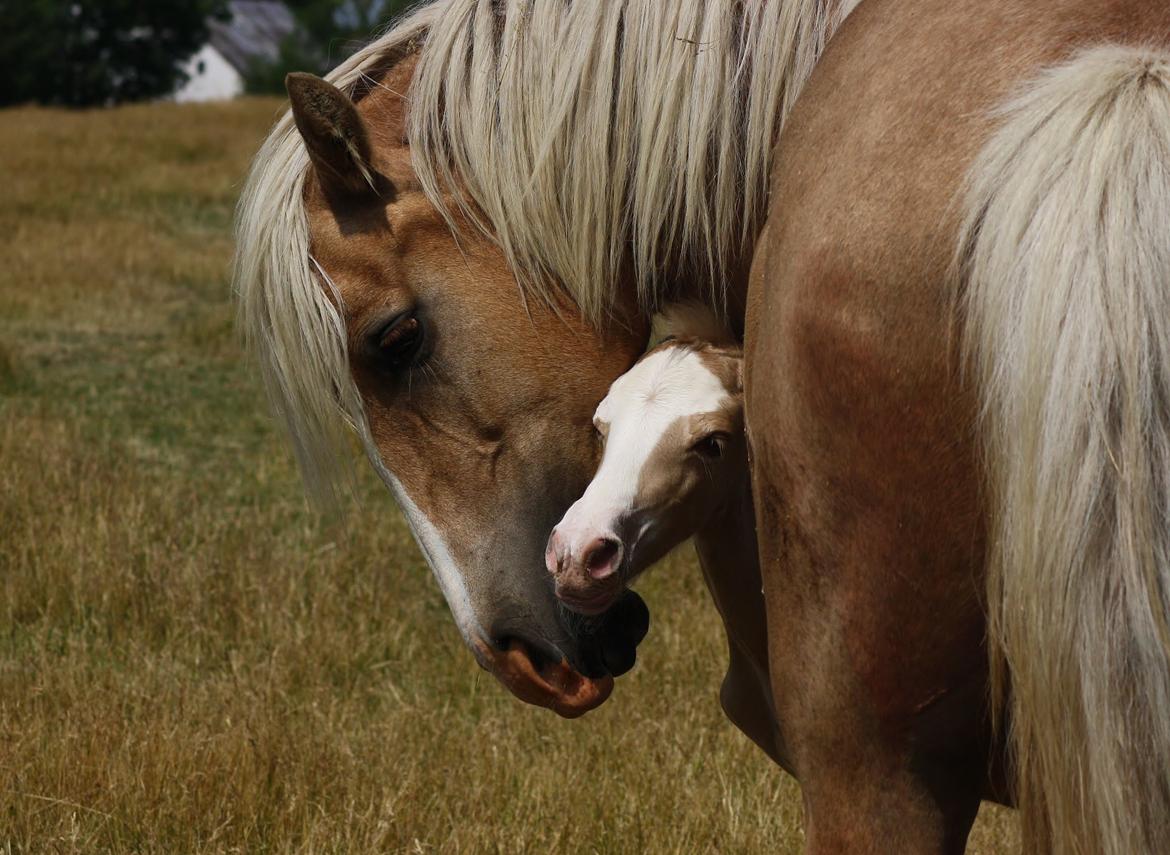 Welsh cob Palomino føl billede 3