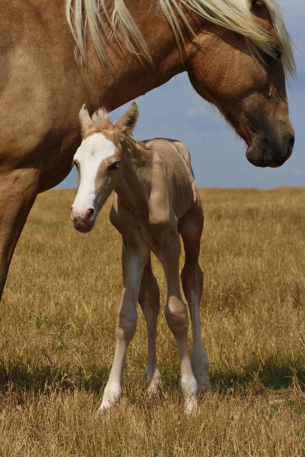 Welsh cob Palomino føl billede 4