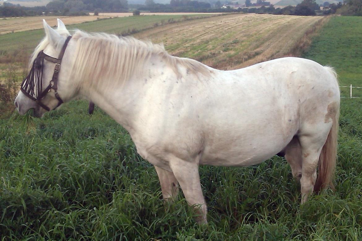 Mine Krikker - Hr. Larsen. 11 Sep 2011. billede 1