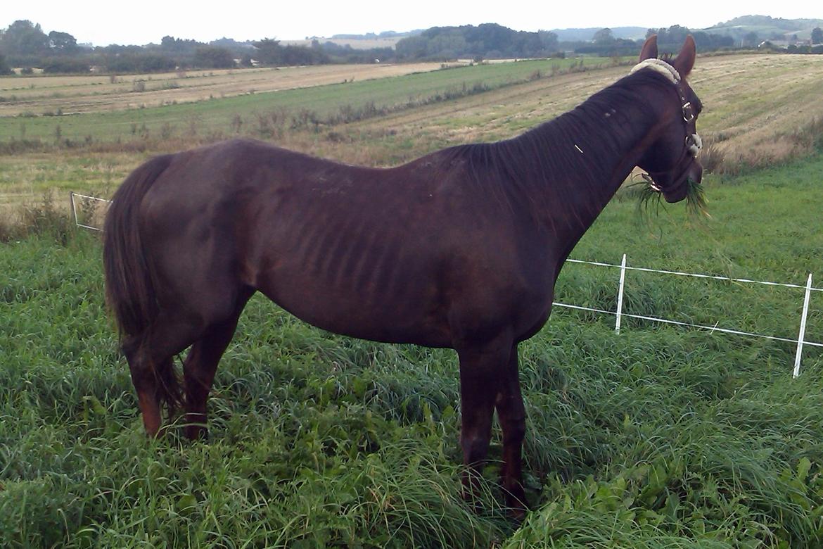 Mine Krikker - Genie. 11 sep 2011. billede 3