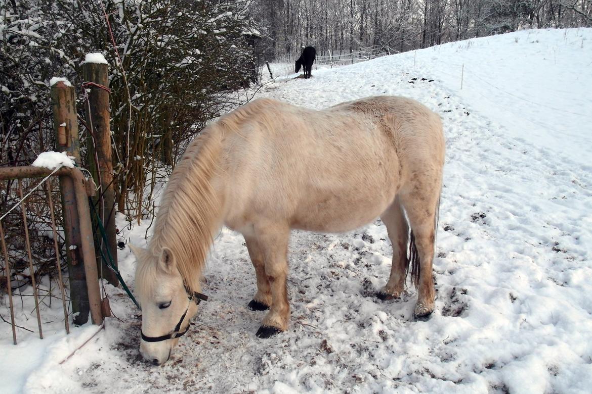 Mine Krikker - Larsen. 16 jan 2013. billede 6