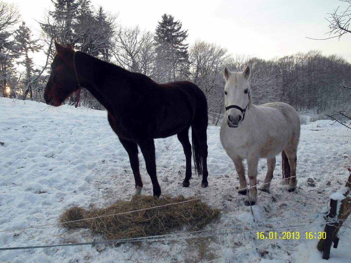 Mine Krikker - Genie og Larsen. 16 jan 2013. billede 7