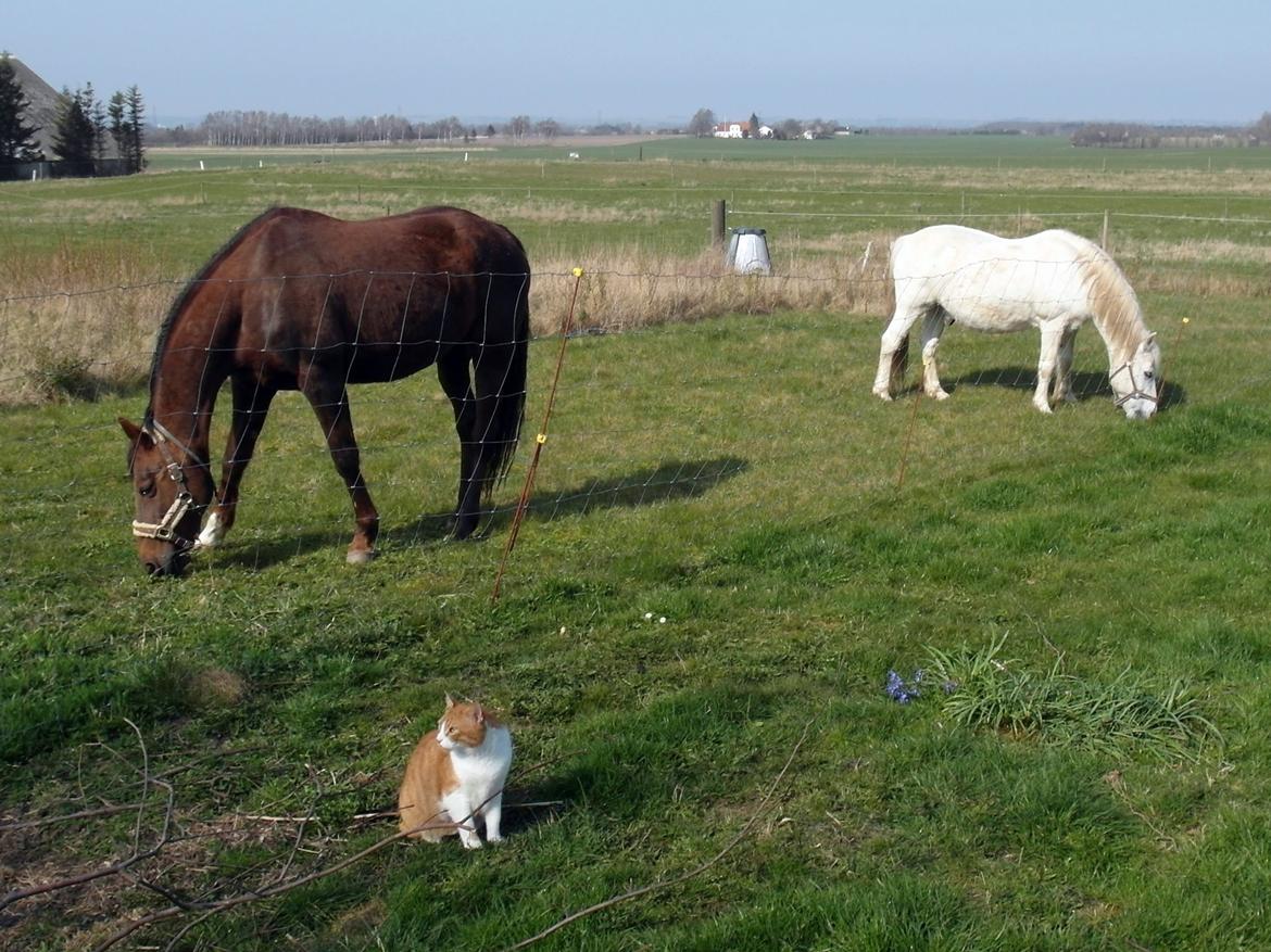Mine Krikker - #0 Marts 2014. Hjemme i haven :-) billede 8