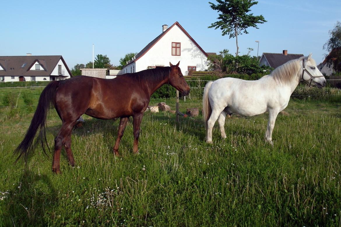 Mine Krikker - 22 maj 2014. I haven. billede 9