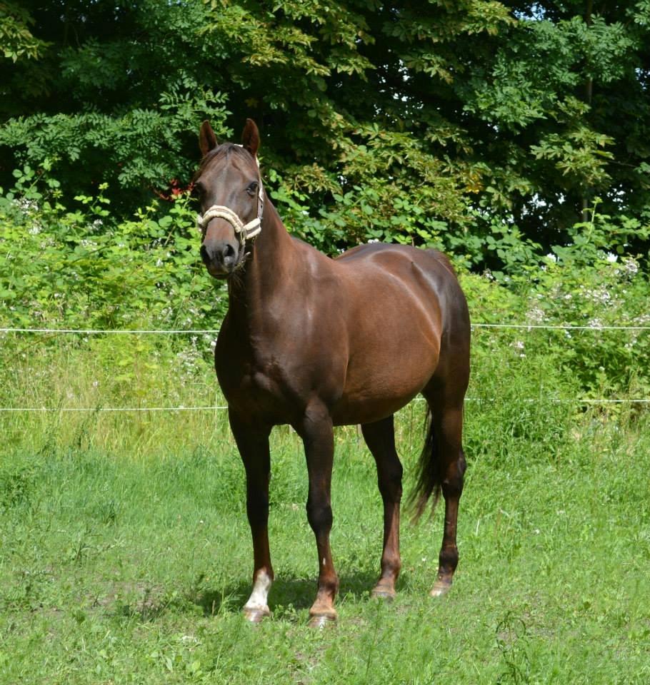 Mine Krikker - 27 Juni 2014. Genie. billede 10