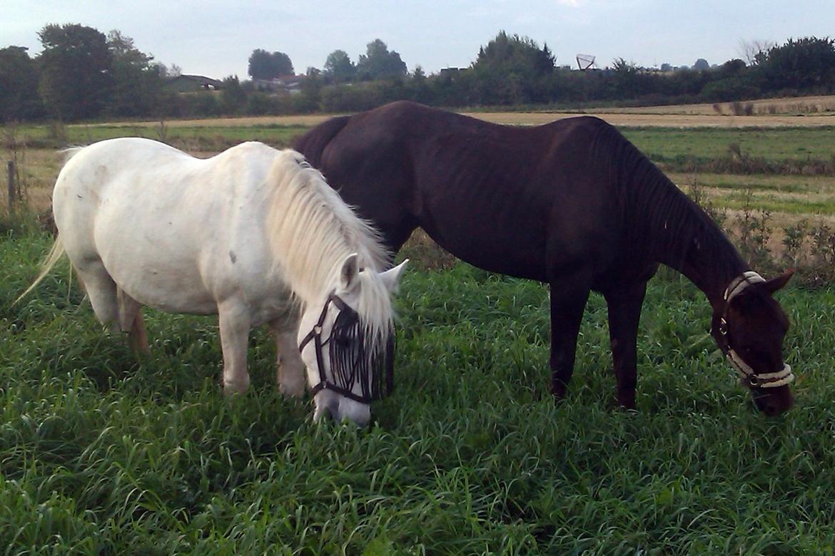 Mine Krikker - Larsen og genie. 11 Sep 2011. billede 2