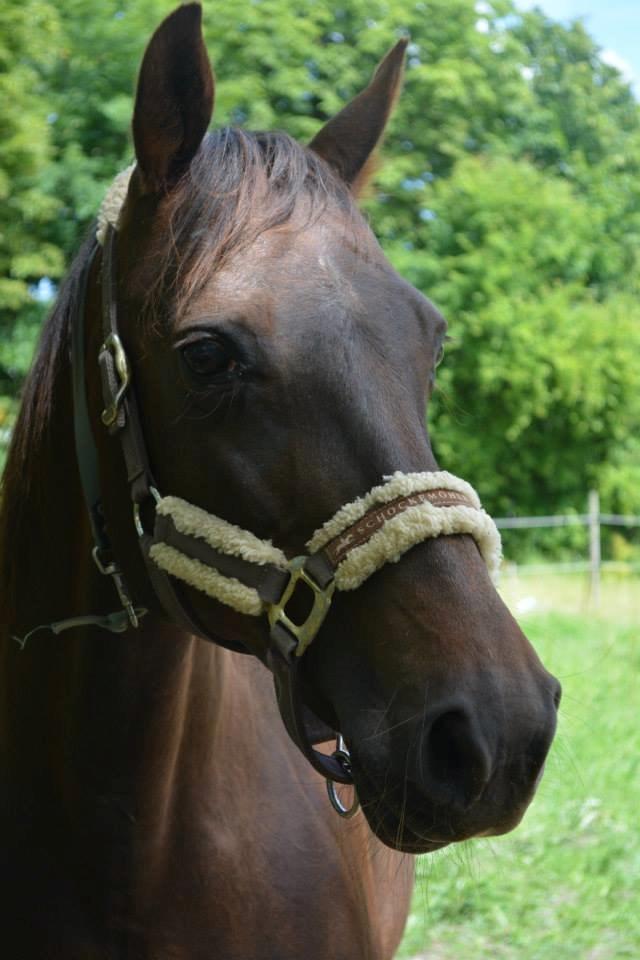 Mine Krikker - 27 Juni 2014. Genie. billede 11
