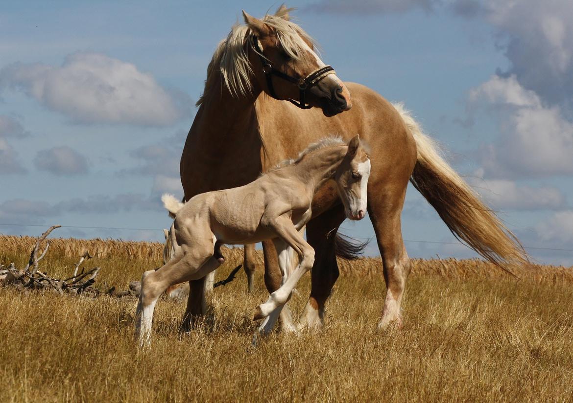 Welsh cob Palomino føl billede 5