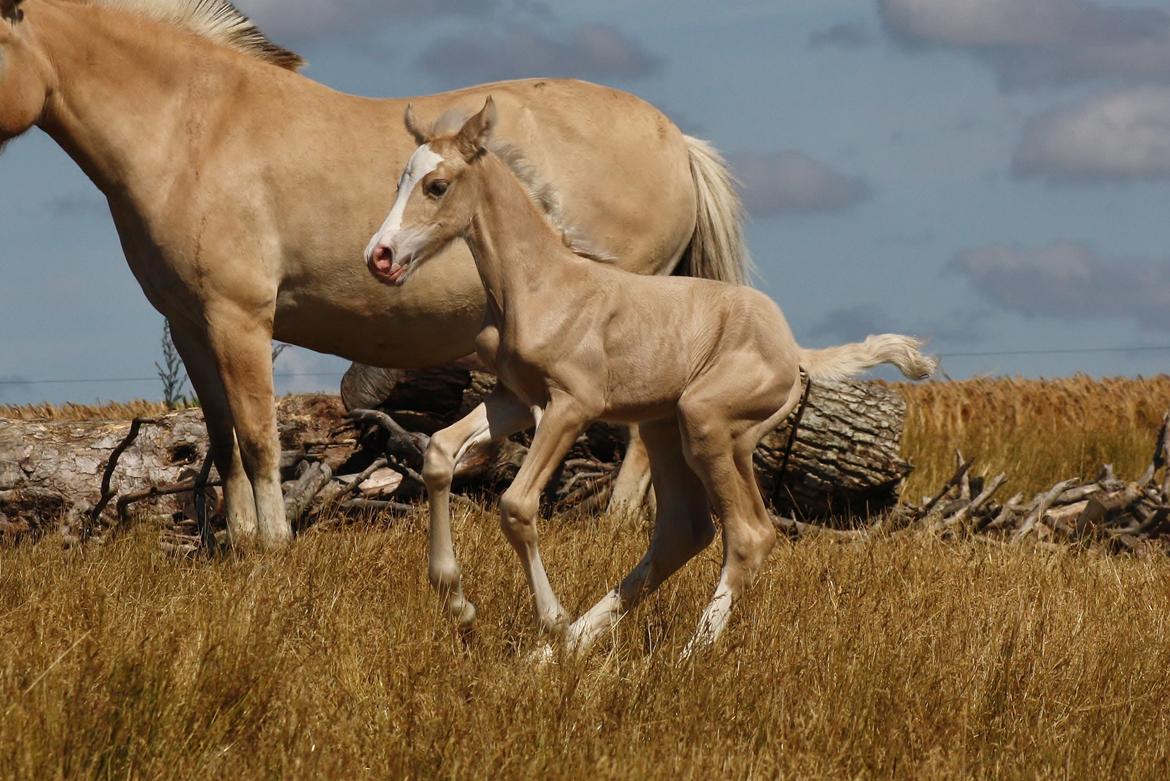 Welsh cob Palomino føl billede 6