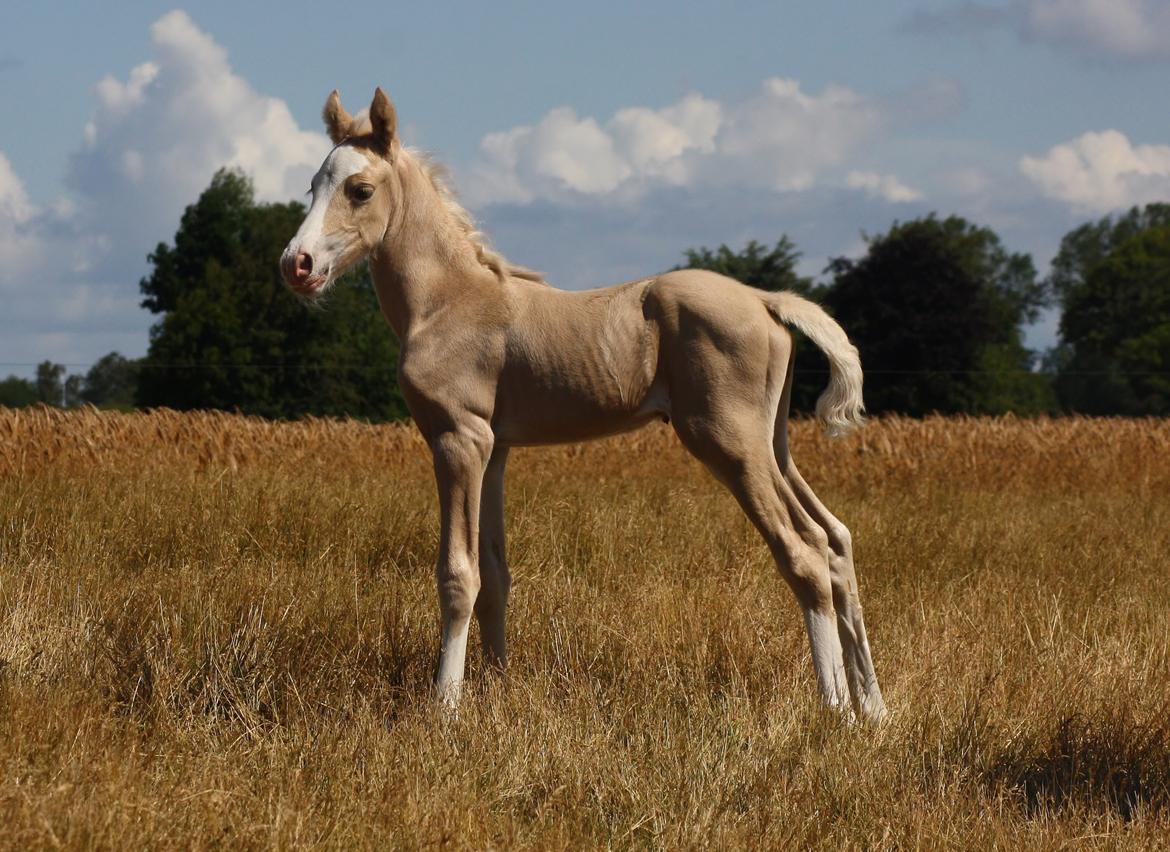 Welsh cob Palomino føl billede 7