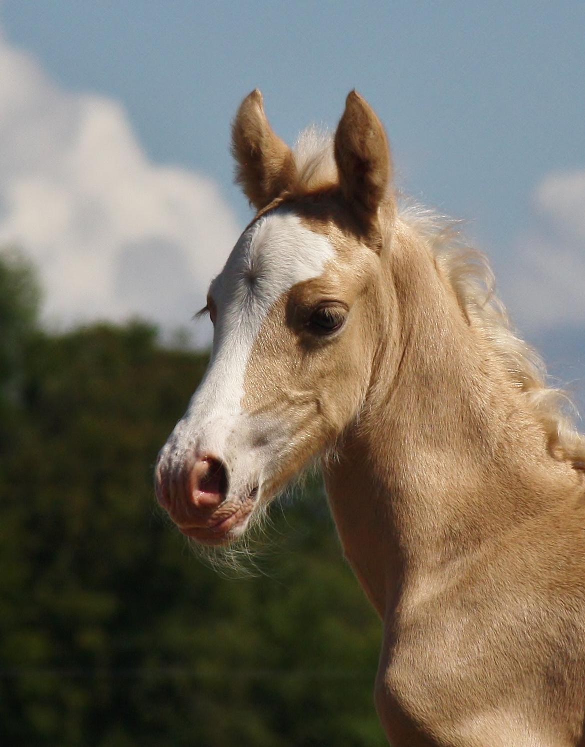 Welsh cob Palomino føl billede 8