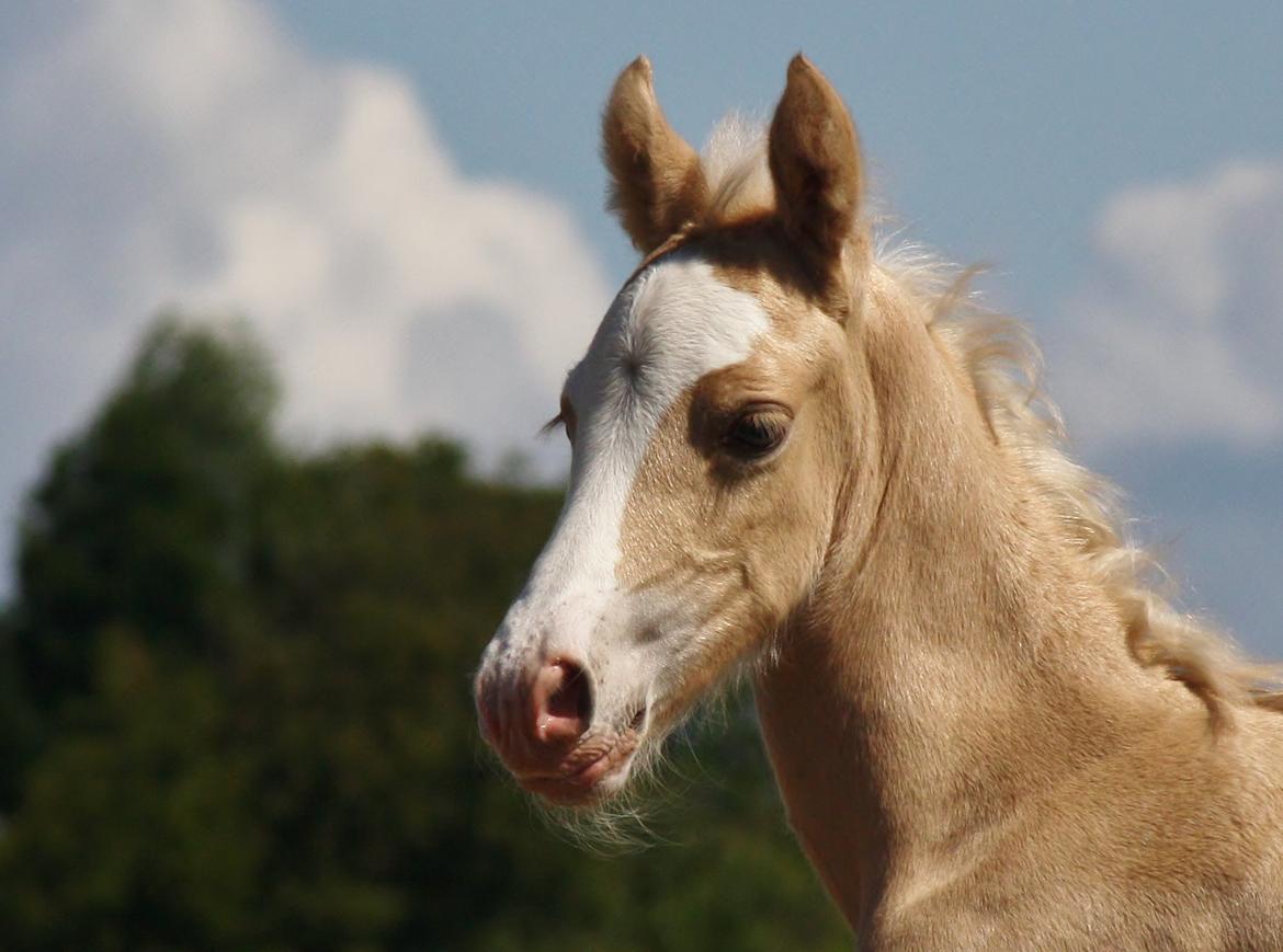 Welsh cob Palomino føl billede 9