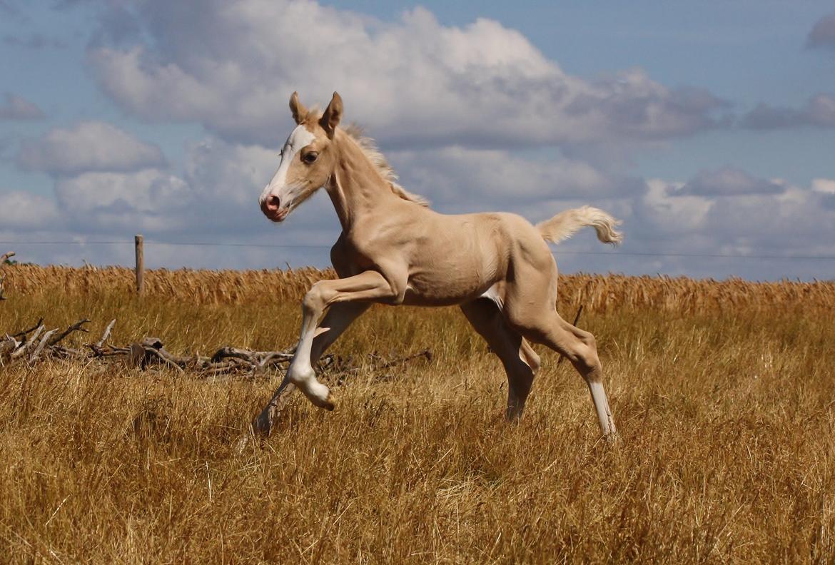 Welsh cob Palomino føl billede 10