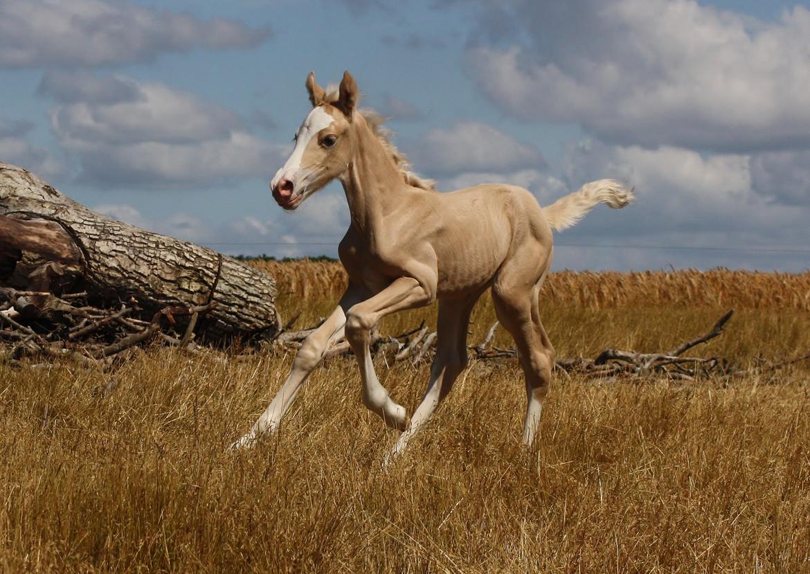 Welsh cob Palomino føl billede 11