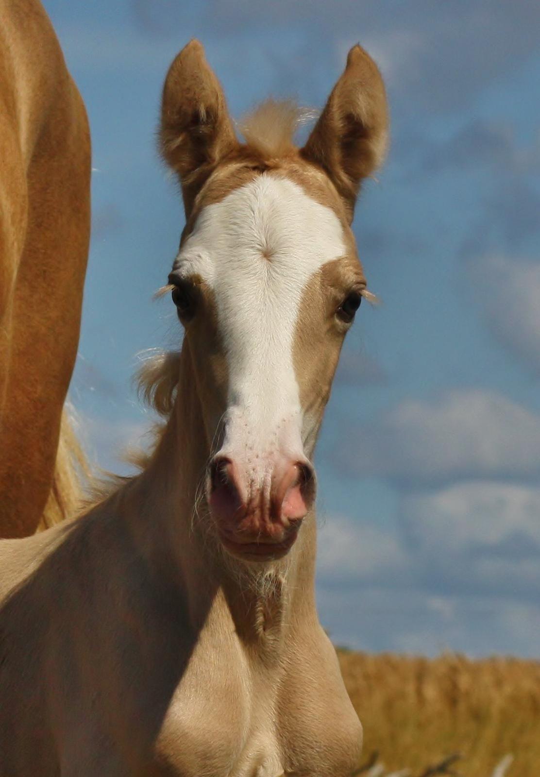 Welsh cob Palomino føl billede 12