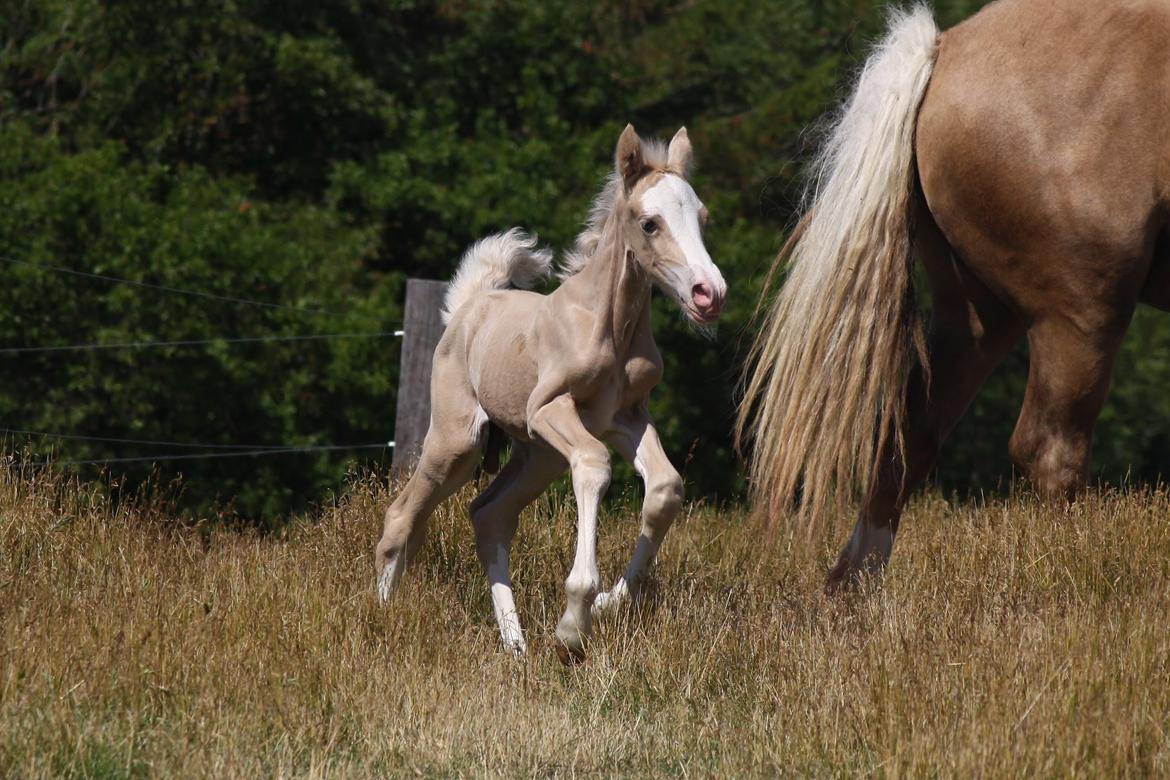Welsh cob Palomino føl billede 13