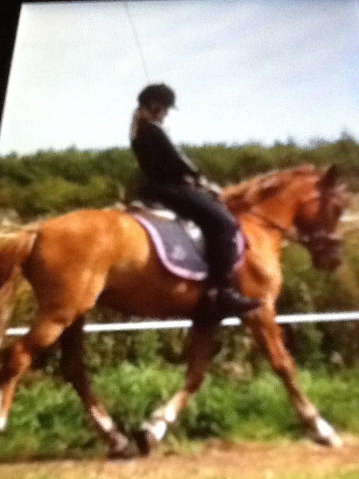 Låne ponyer billede 2