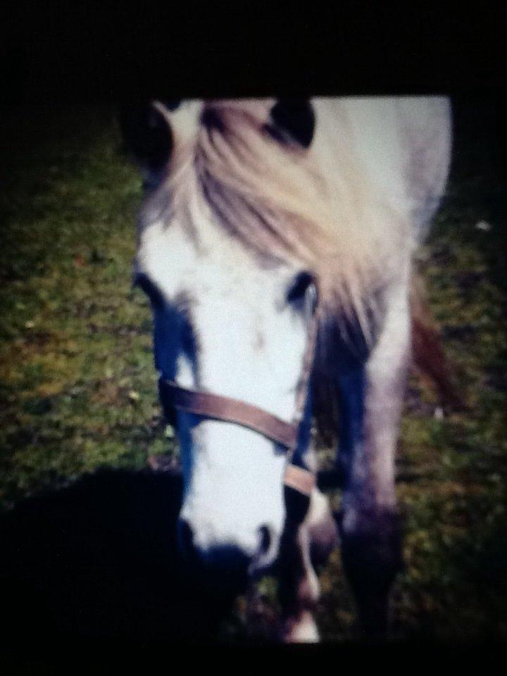 Låne ponyer billede 1