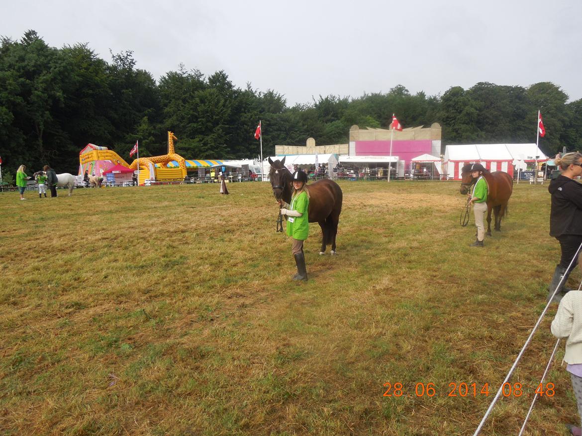 Bregentved dyrskue 2014 billede 6