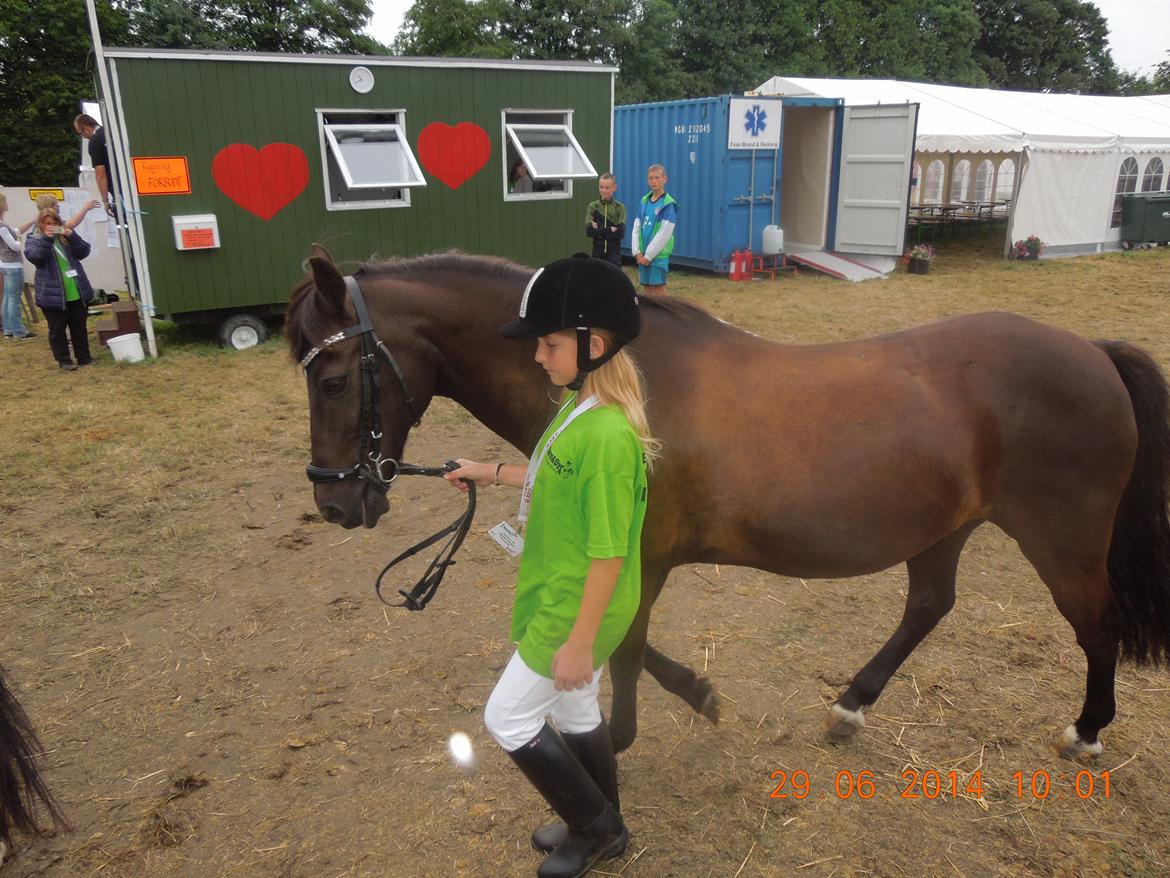 Bregentved dyrskue 2014 billede 12