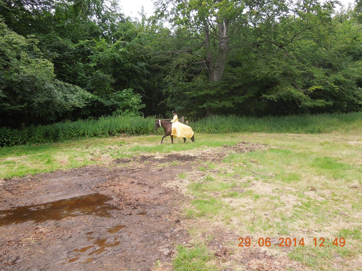 Bregentved dyrskue 2014 billede 20