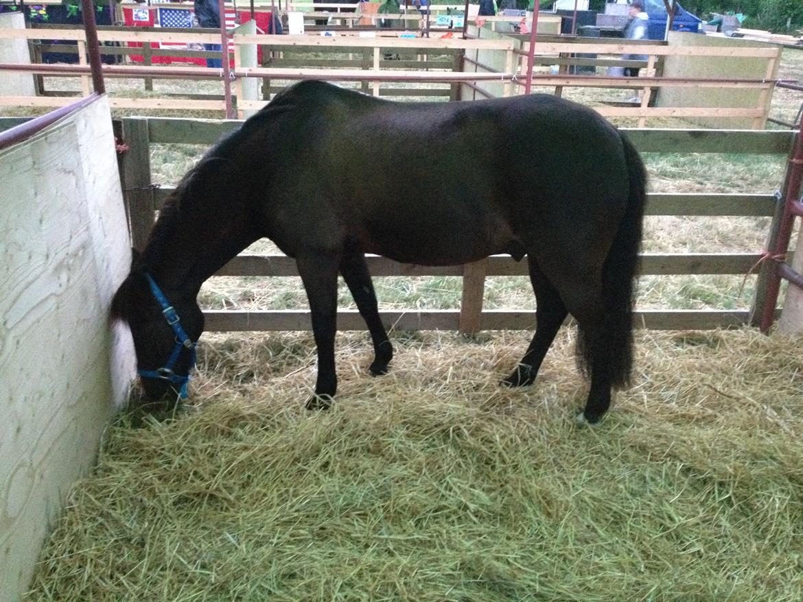 Bregentved dyrskue 2014 billede 5