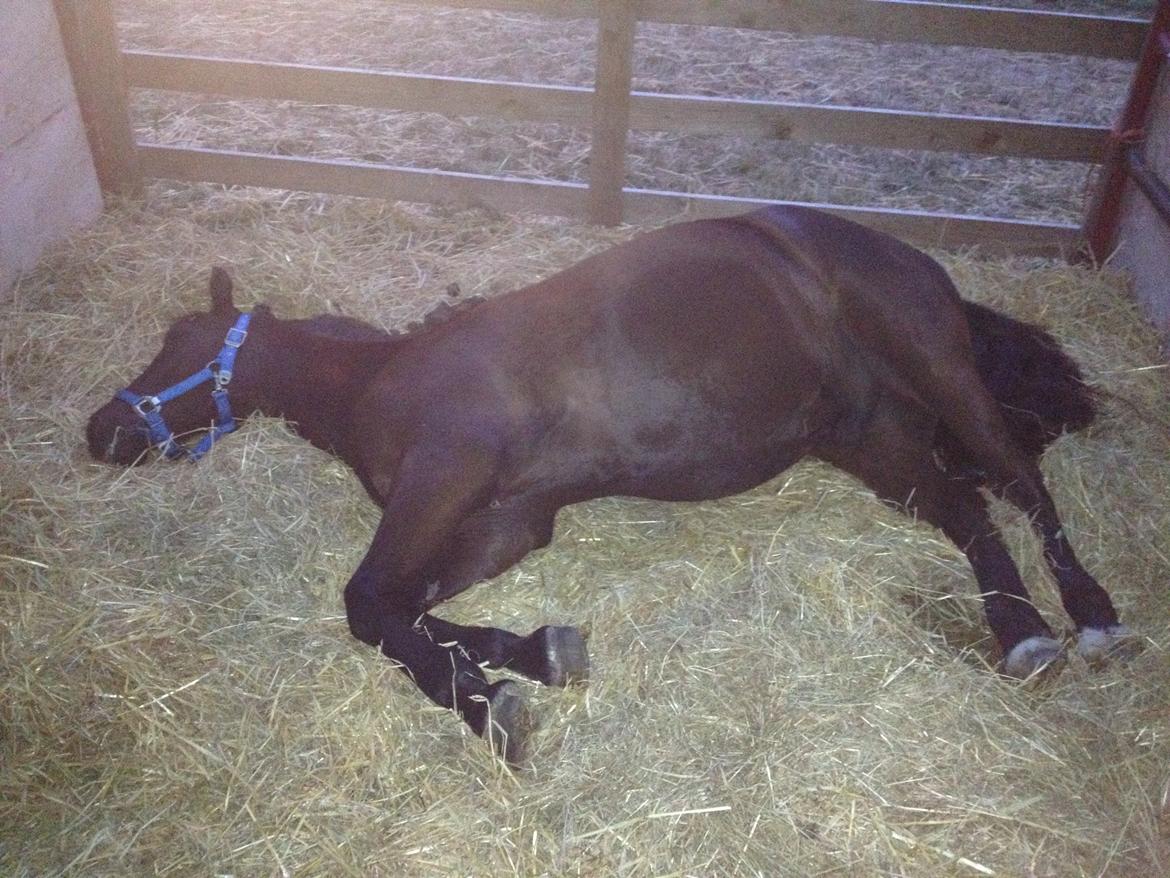 Bregentved dyrskue 2014 billede 13