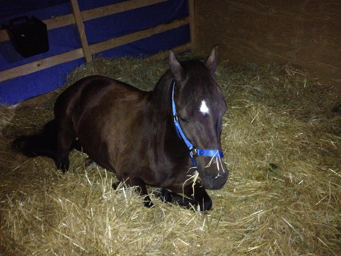 Bregentved dyrskue 2014 billede 25