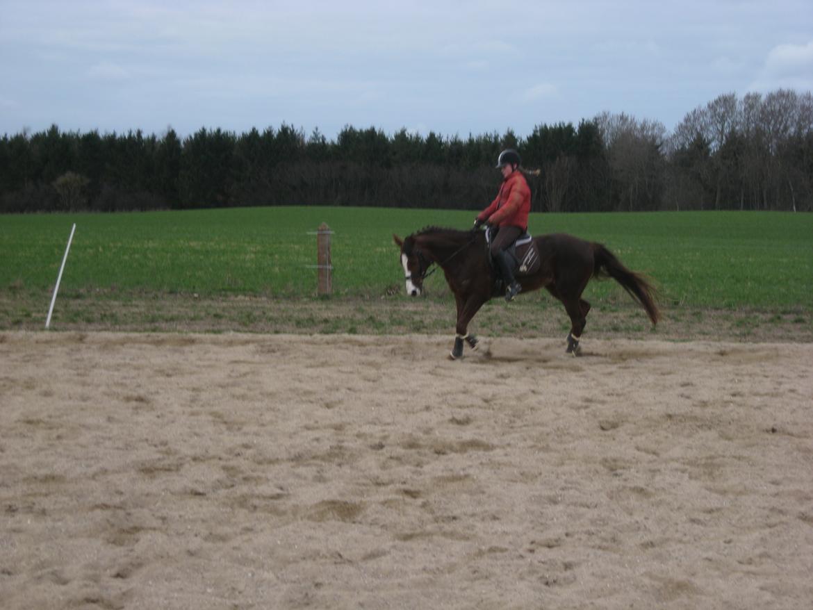 Forskellige billeder - Ældre dressurbillede fra starten af 2014. billede 8