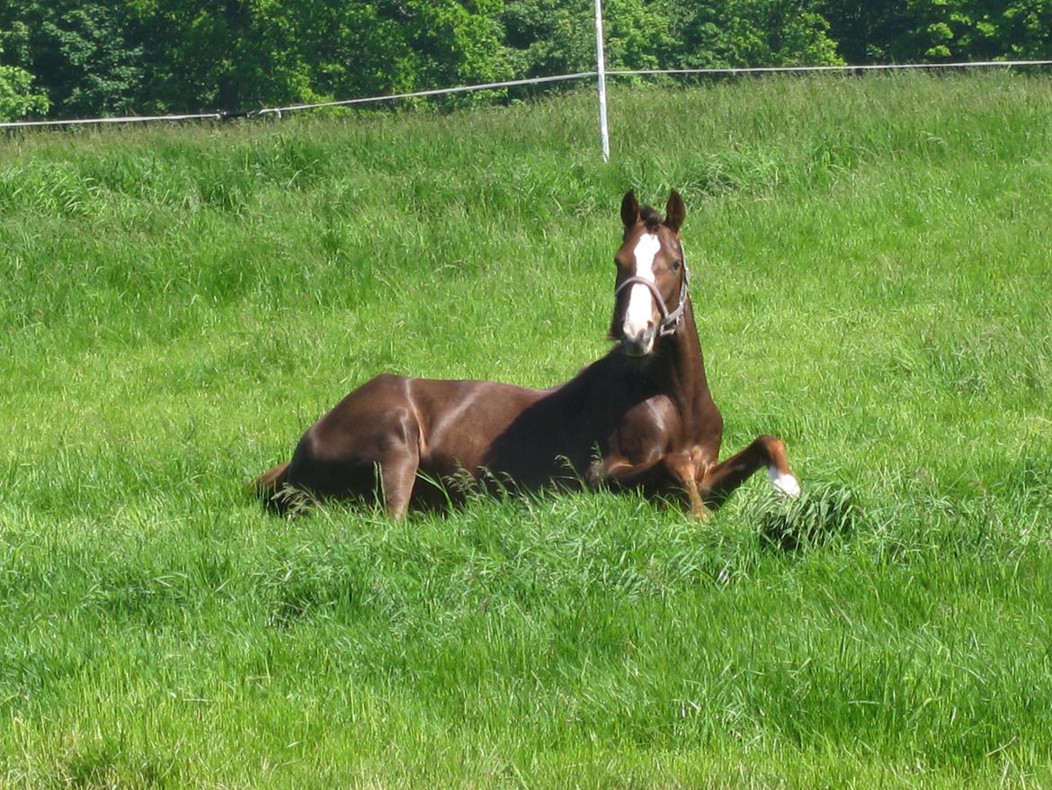 Forskellige billeder - Åh, hun kan ikke li´ at få taget billede! billede 10
