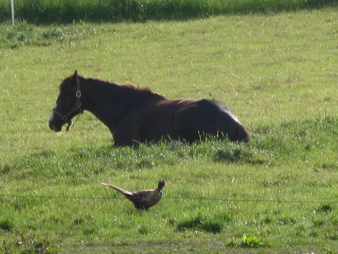 Forskellige billeder - Indy sover sammen med sin fasanven. billede 11