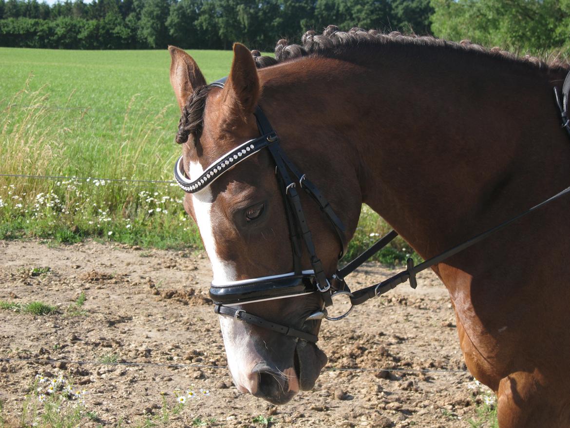 Forskellige billeder billede 16