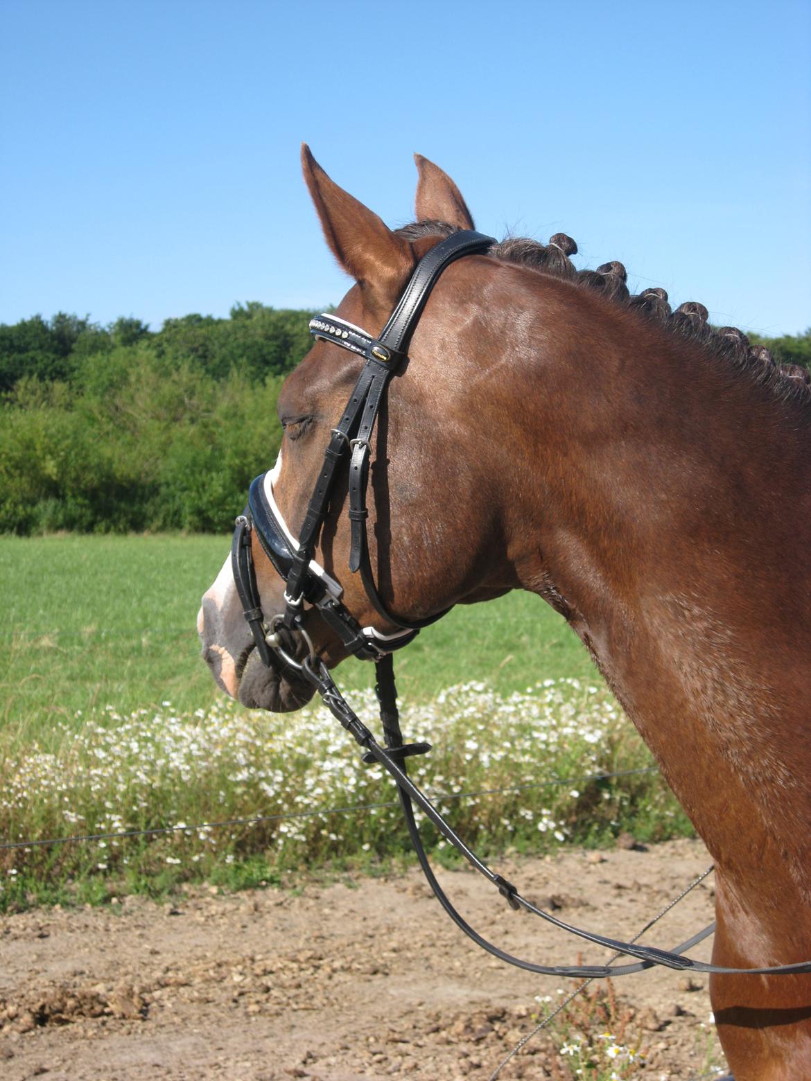 Forskellige billeder billede 18