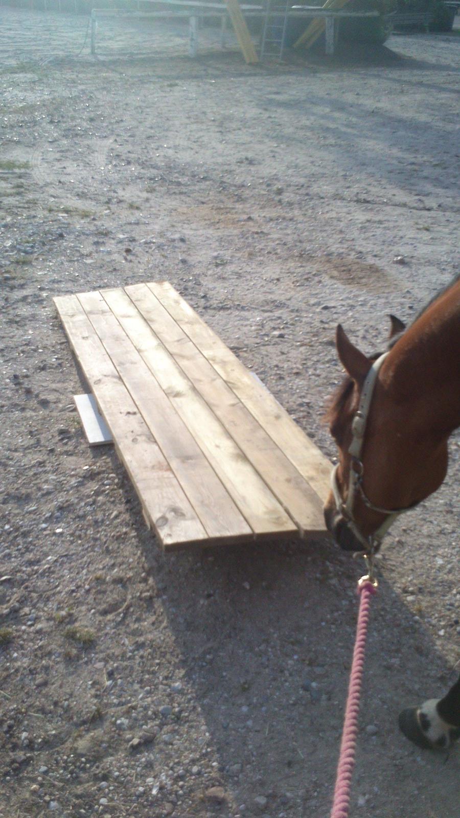 træning med Vippe :D - kigge kigge  billede 1