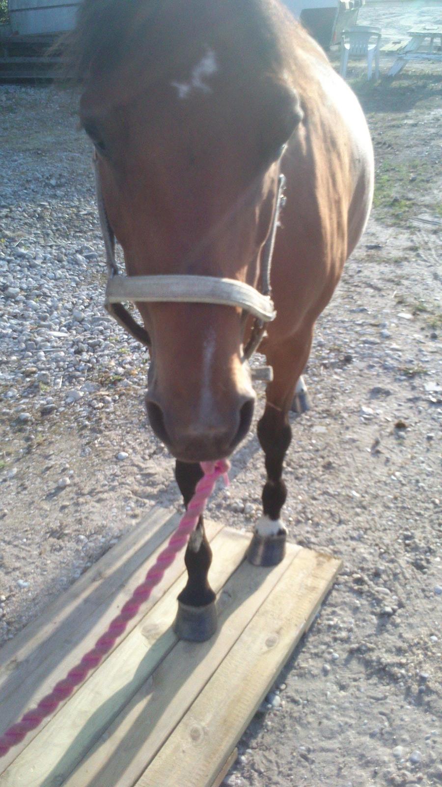 træning med Vippe :D - få hove op  billede 3