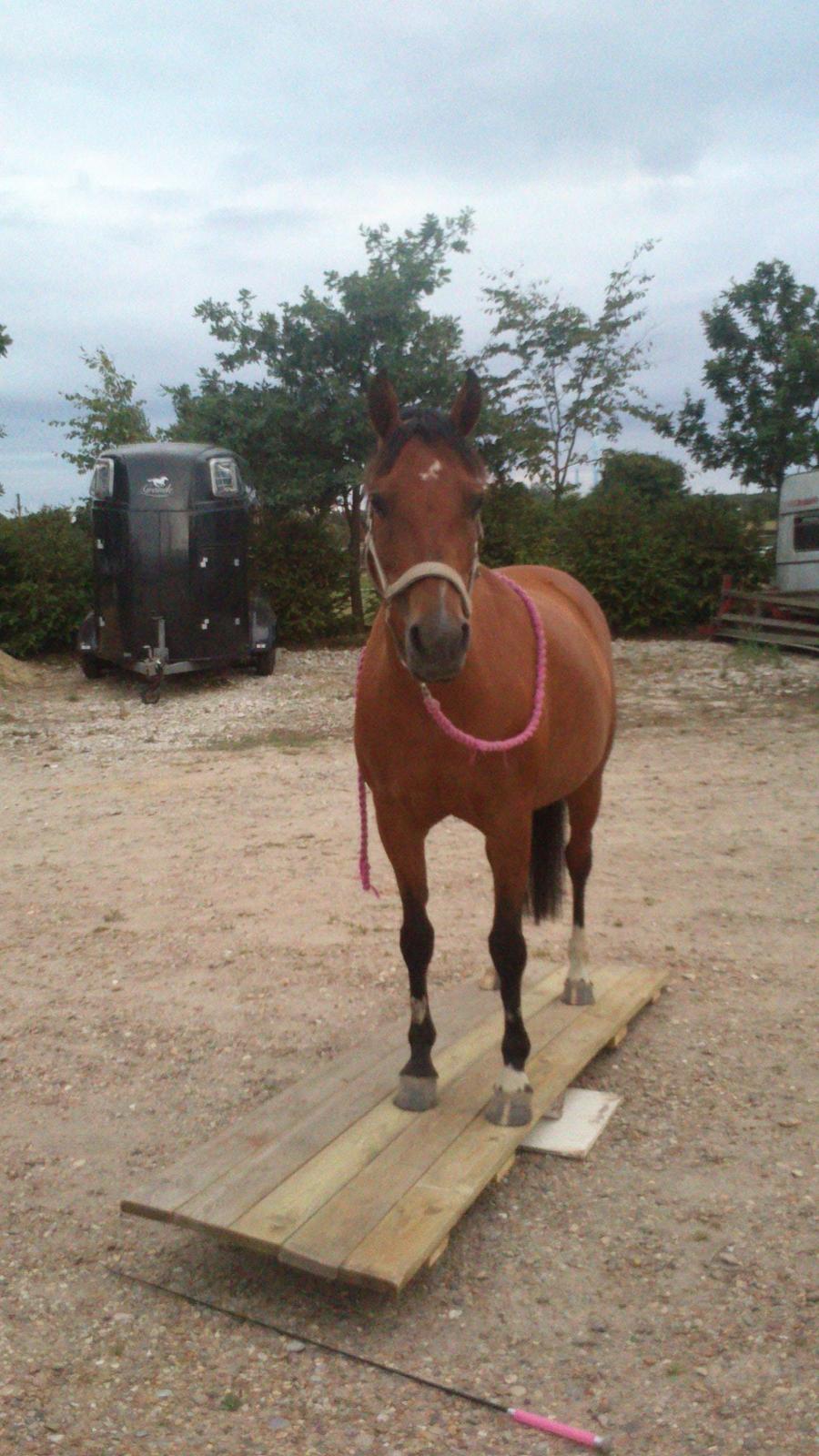 træning med Vippe :D - stå/stå pænt/ tage pisk (hun havde lige taget pisken men smed den inden jeg nåde at tage et billede :) ) / vippe billede 5