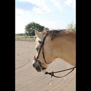 Sommer 2014 med drengene <3