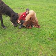 min lille liggende hest!!