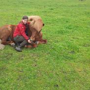 min lille liggende hest!!