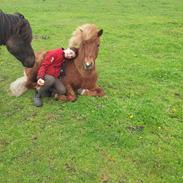 min lille liggende hest!!