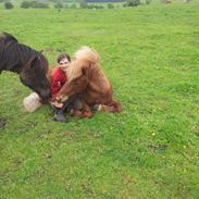 min lille liggende hest!!