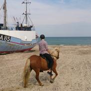 Islænderridnig ved Anni Andersen