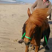 Islænderridnig ved Anni Andersen