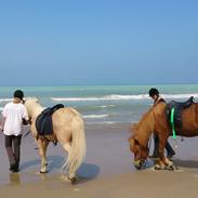 Islænderridnig ved Anni Andersen